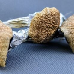 Buy B+ magic mushrooms online