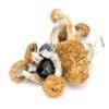 Buy Lizard King Mushrooms