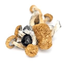 Buy Lizard King Mushrooms