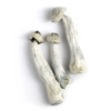 buy albino a+ magic mushrooms online