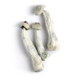 buy albino a+ magic mushrooms online