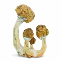 buy albino a+ magic mushrooms online