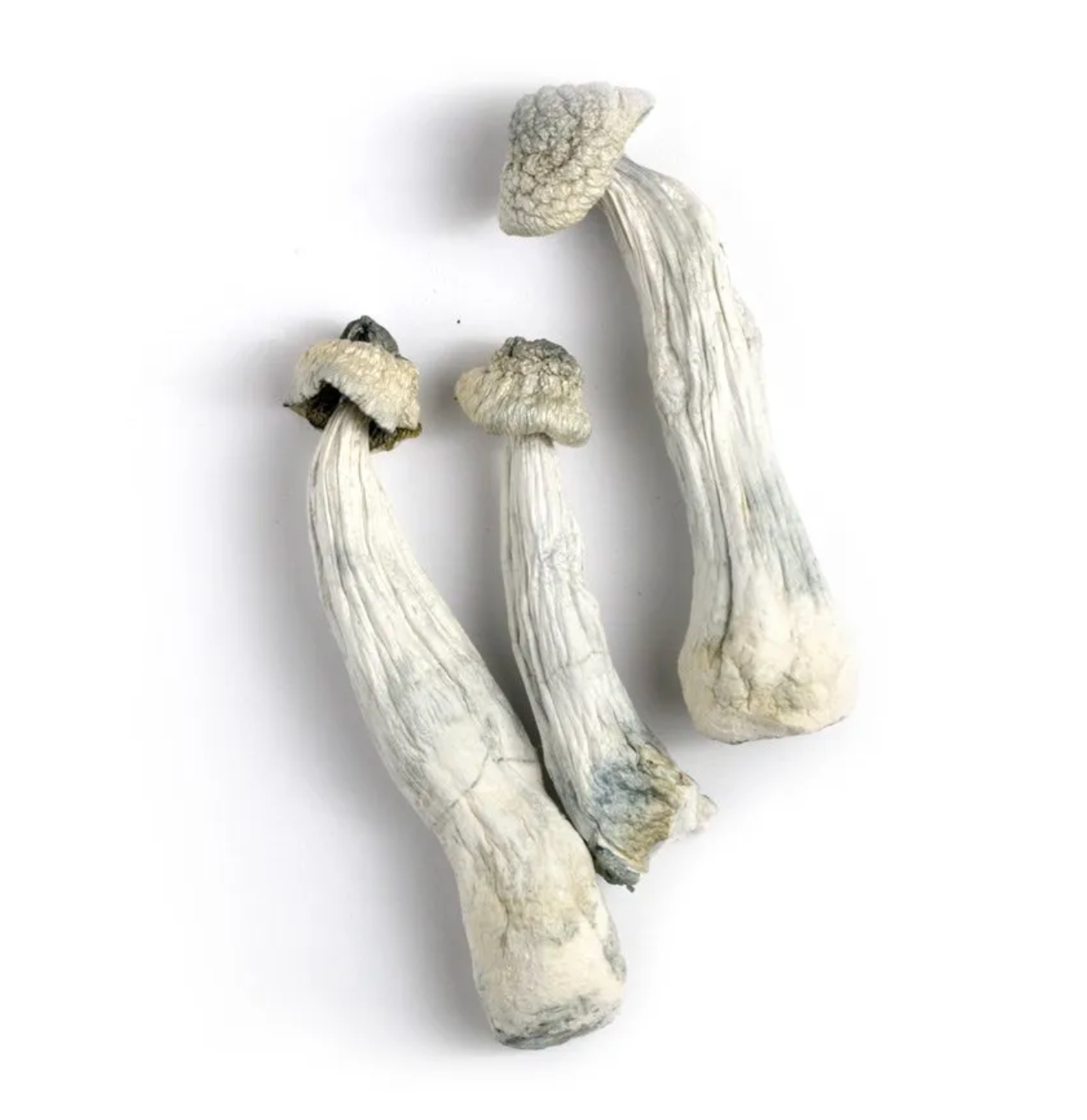 buy albino a+ magic mushrooms online