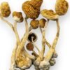 buy amazonian magic mushrooms