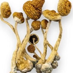 buy amazonian magic mushrooms
