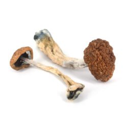 buy golden teacher mushrooms