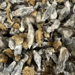 buy penis envy mushrooms