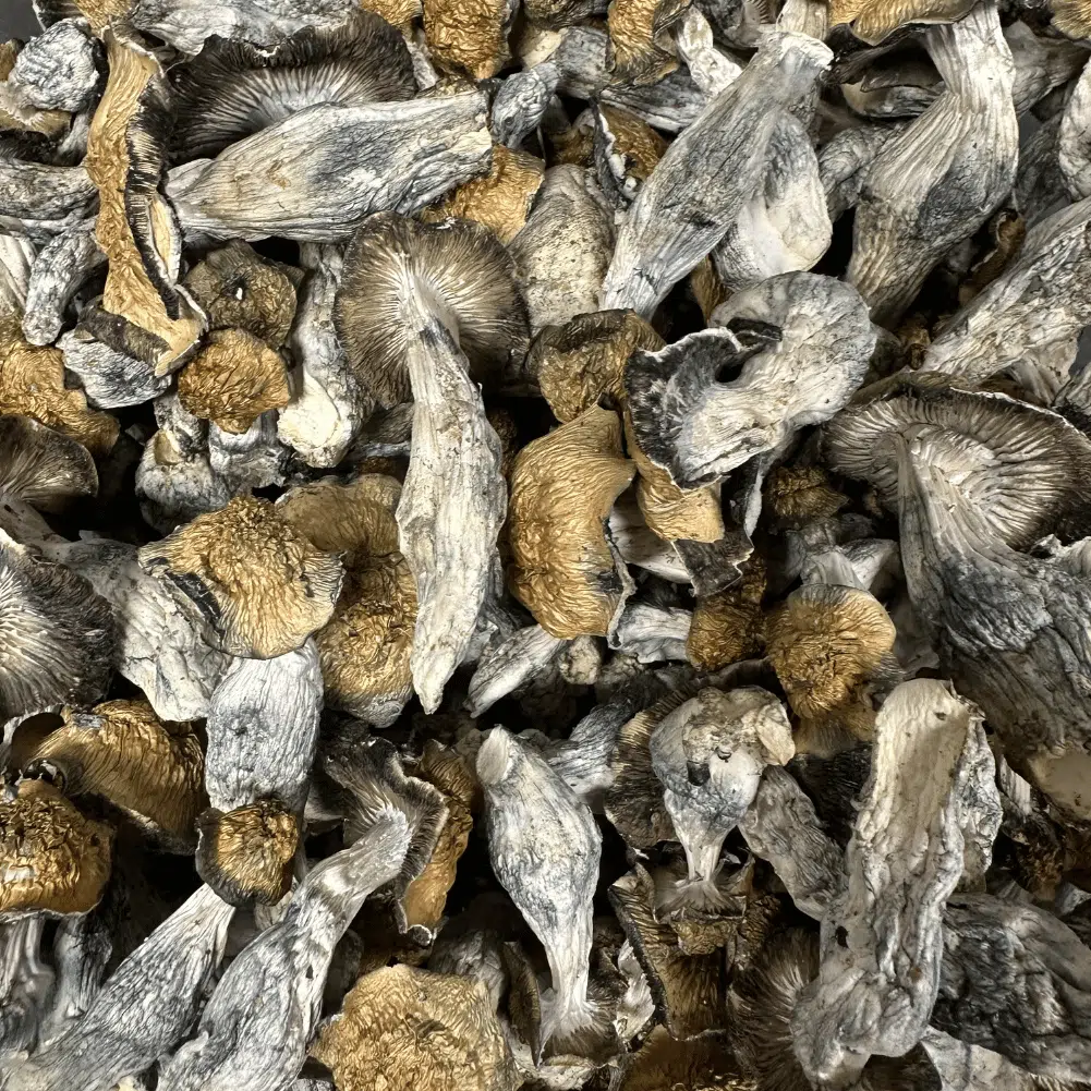 buy penis envy mushrooms