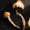 buy wavy cap magic mushrooms